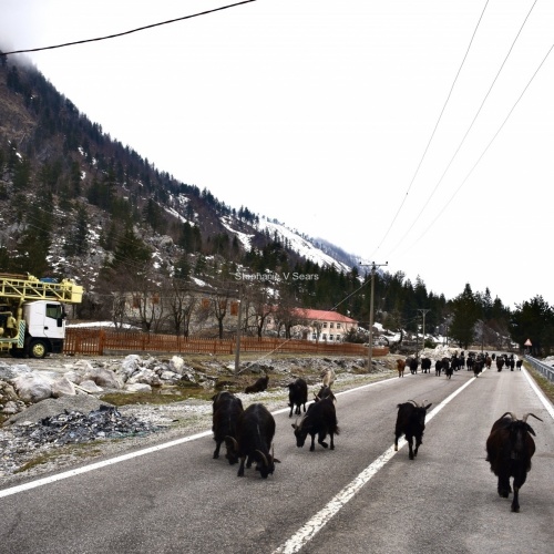 goats in Valbonna