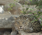 Oman leopardess