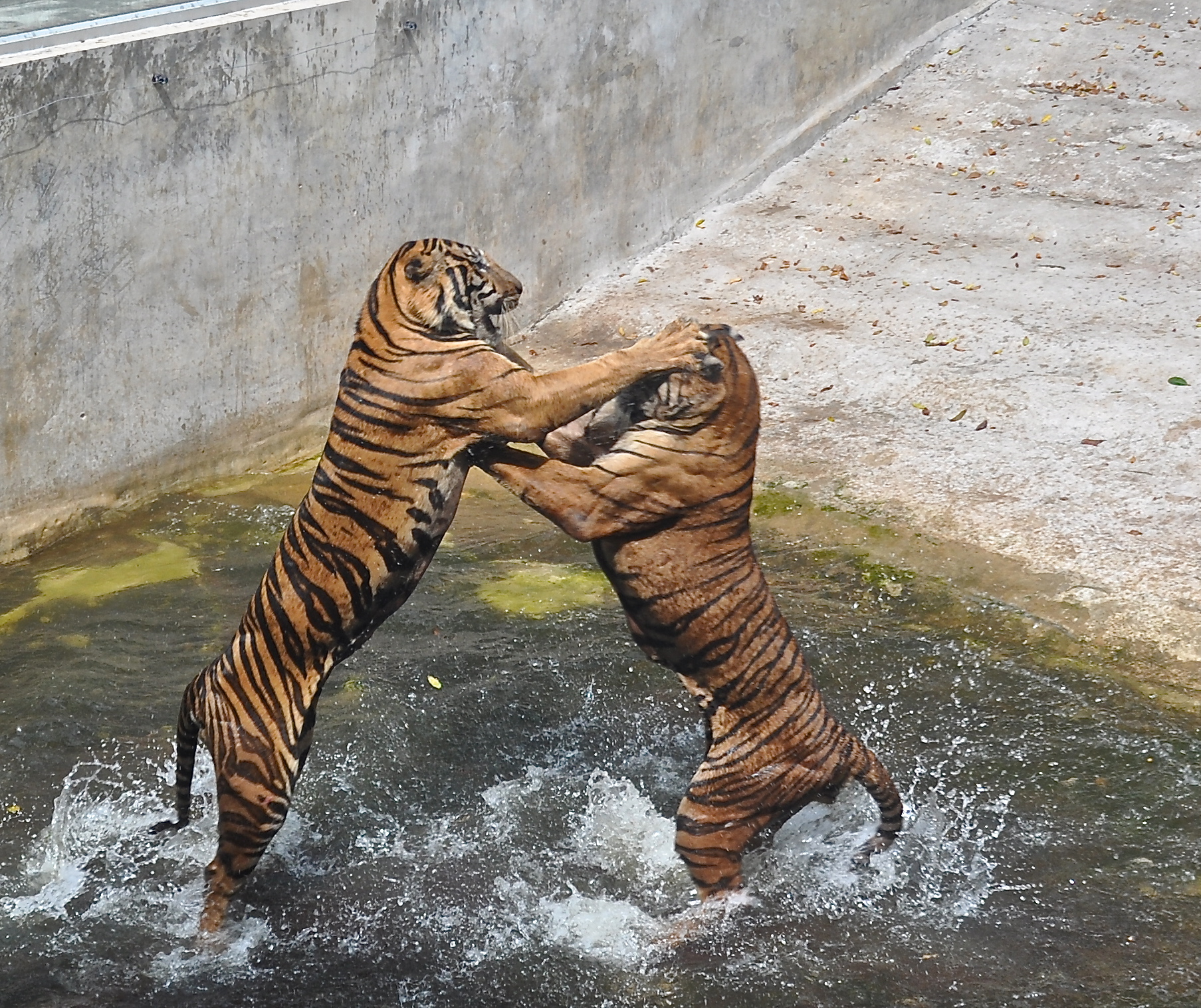 Male tigers fighting in Thailand tiger farm